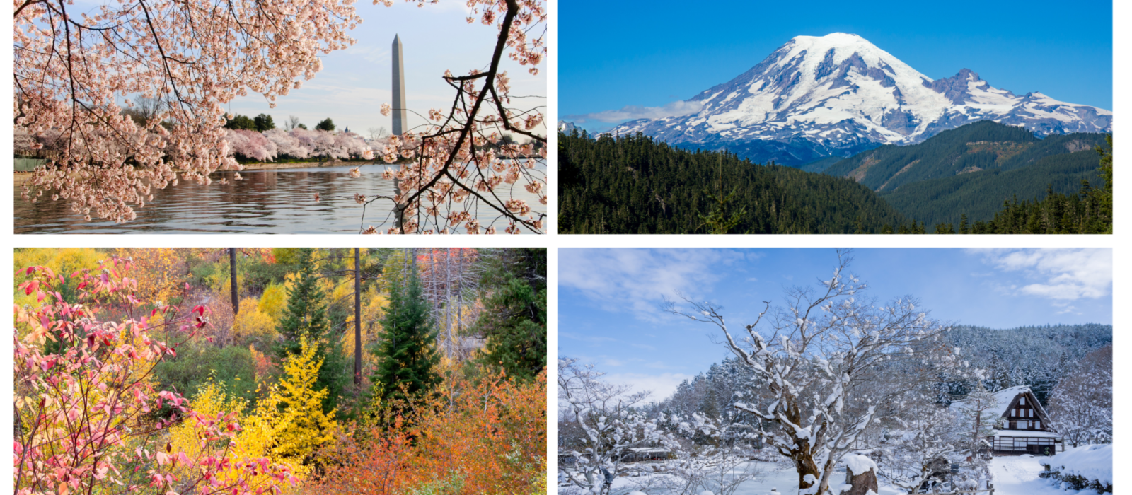 Washington Wonders: Embracing the Magic of Each Season Featured Image