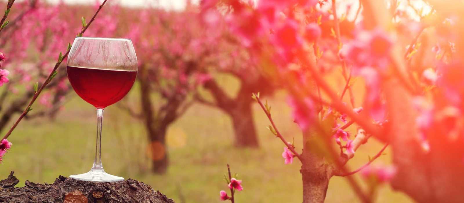 Sip, Savor, and Explore: Best Local Wineries to Visit in Sonoma County Featured Image