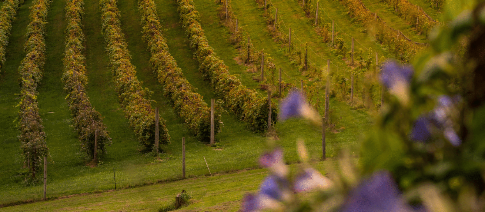It’s Falling in Sonoma County — and Everything Feels a Little Slower (in the Best Way) Featured Image