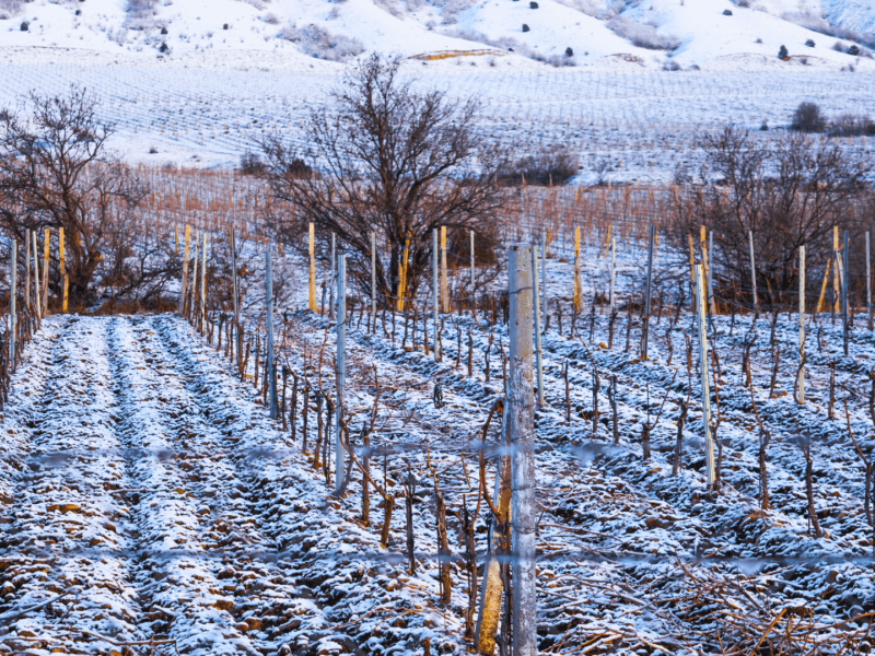 wp-content/uploads/2024/11/vineyard-in-winter.png