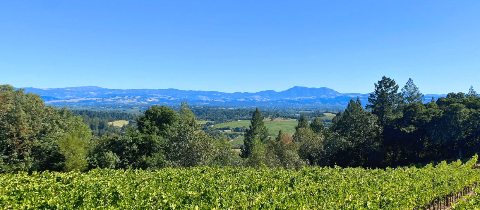 Outdoor Adventures in Sonoma County: A Guide to the Best Hikes and Parks Featured Image