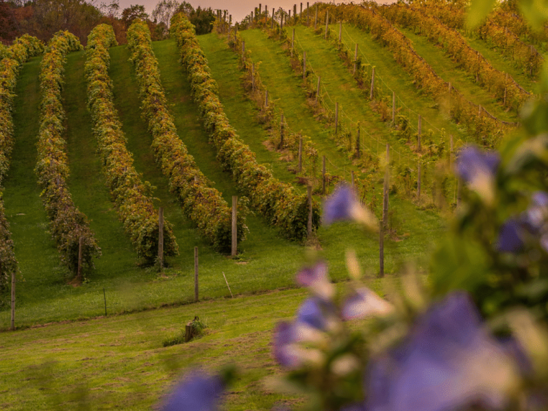 wp-content/uploads/2025/11/sonoma-county_fall-vineyard-1536x1024-1-e1763719711668.png