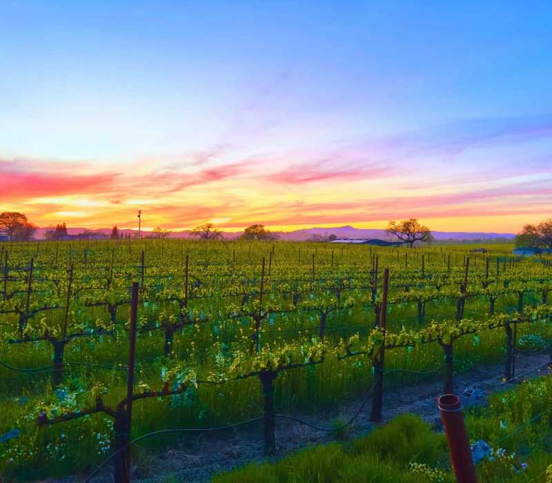 Sonoma County Vineyard