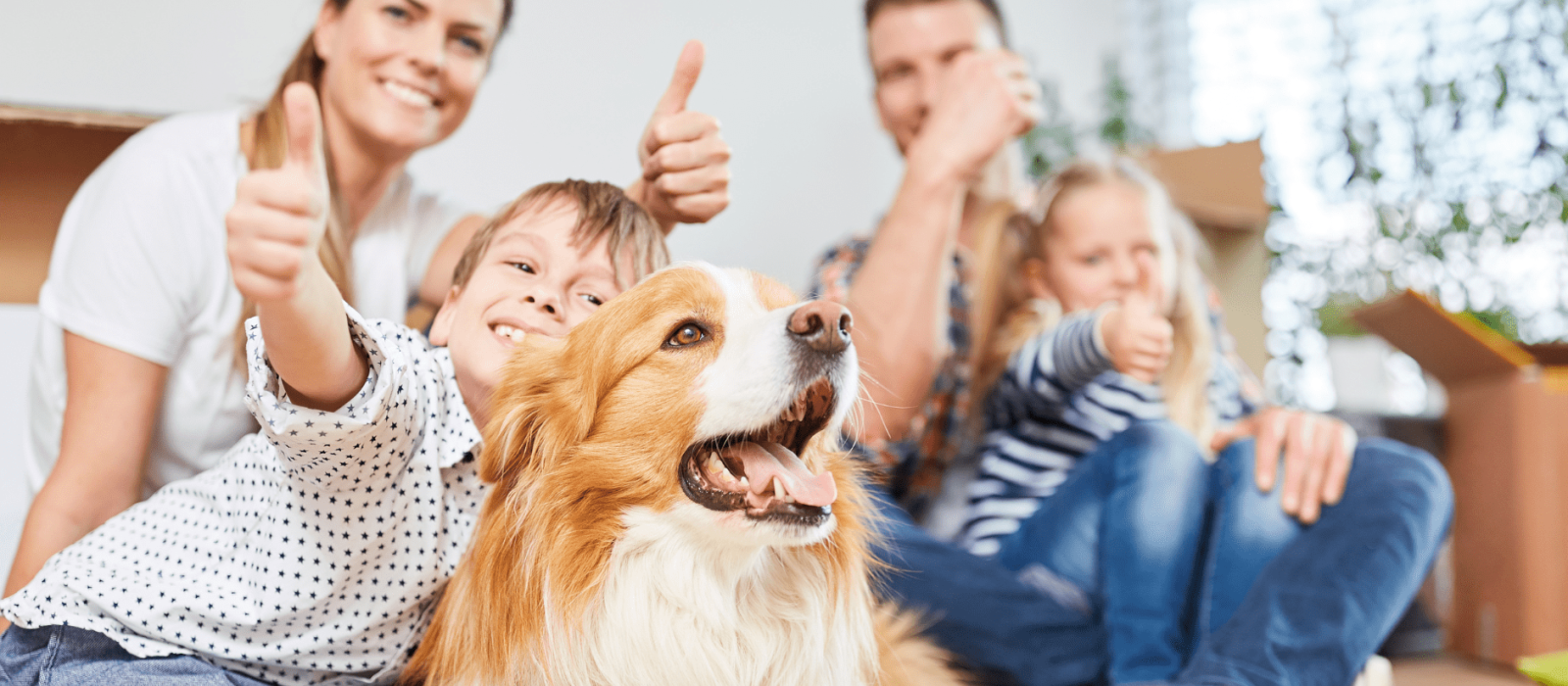 Unleash the Potential of Your Vacation Rental: A Guide to Dog-Friendly Hospitality Featured Image