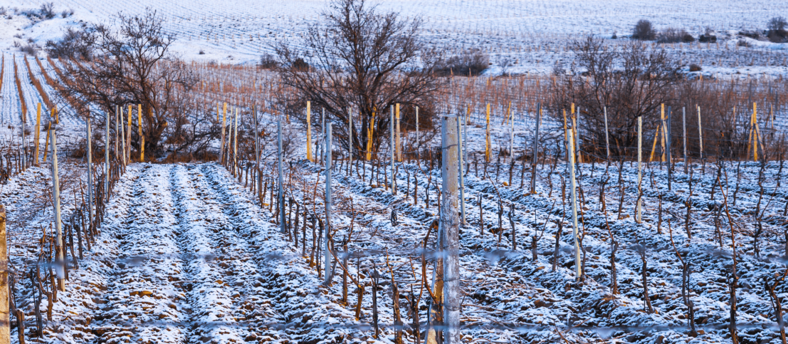 Escape the Crowds: Why Sonoma County is the Winter Getaway You Need Featured Image