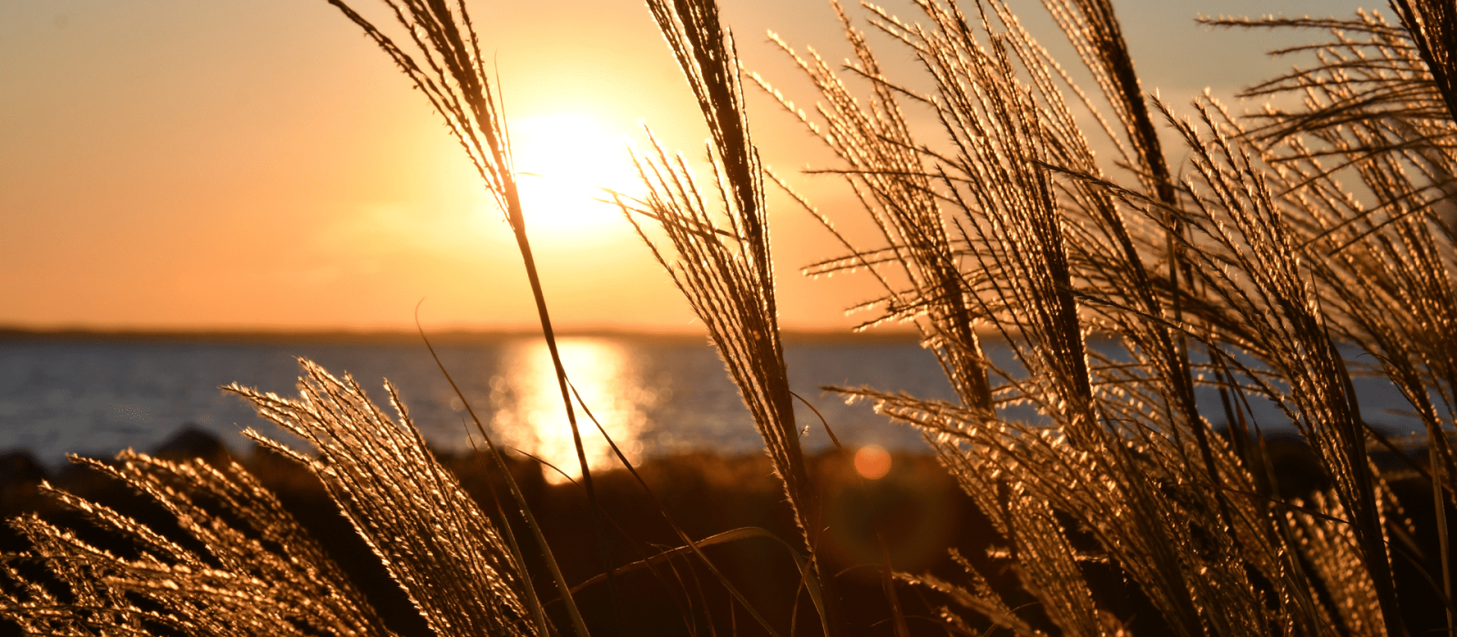 Discover California’s Secret Coastline Spots: A Fall Adventure in Sonoma County Featured Image