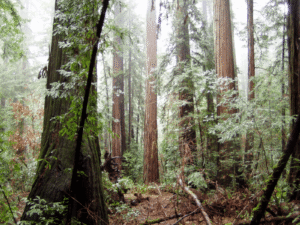 Armstrong Redwoods State Natural Reserve