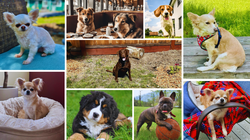 Dog Friendly Blog Collage- Dog Friendly