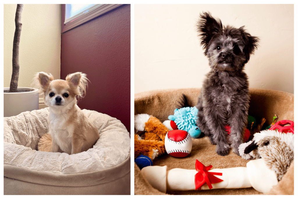 Dog Friendly Amenities_ AMenities_ Vacation Rental