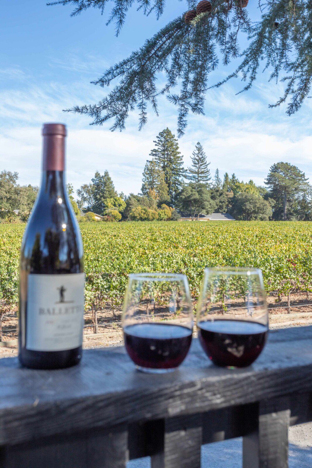 wine tasting