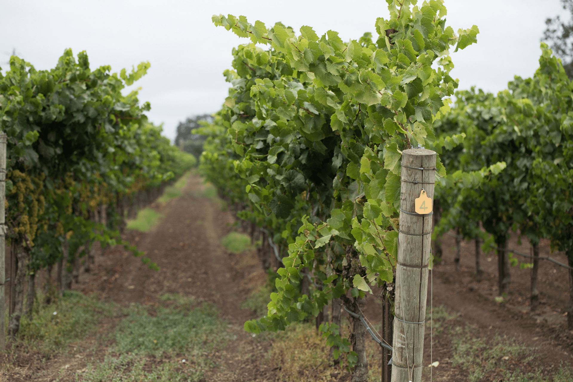 balletto vineyards