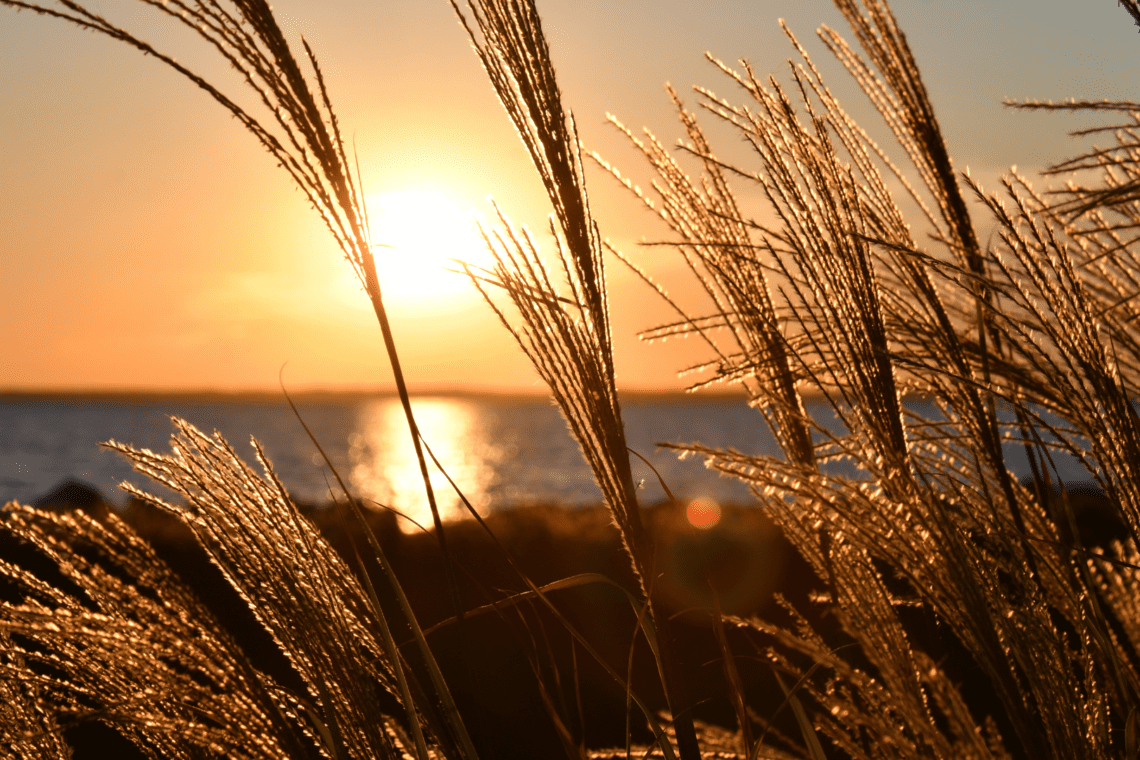blog cover autumn sun