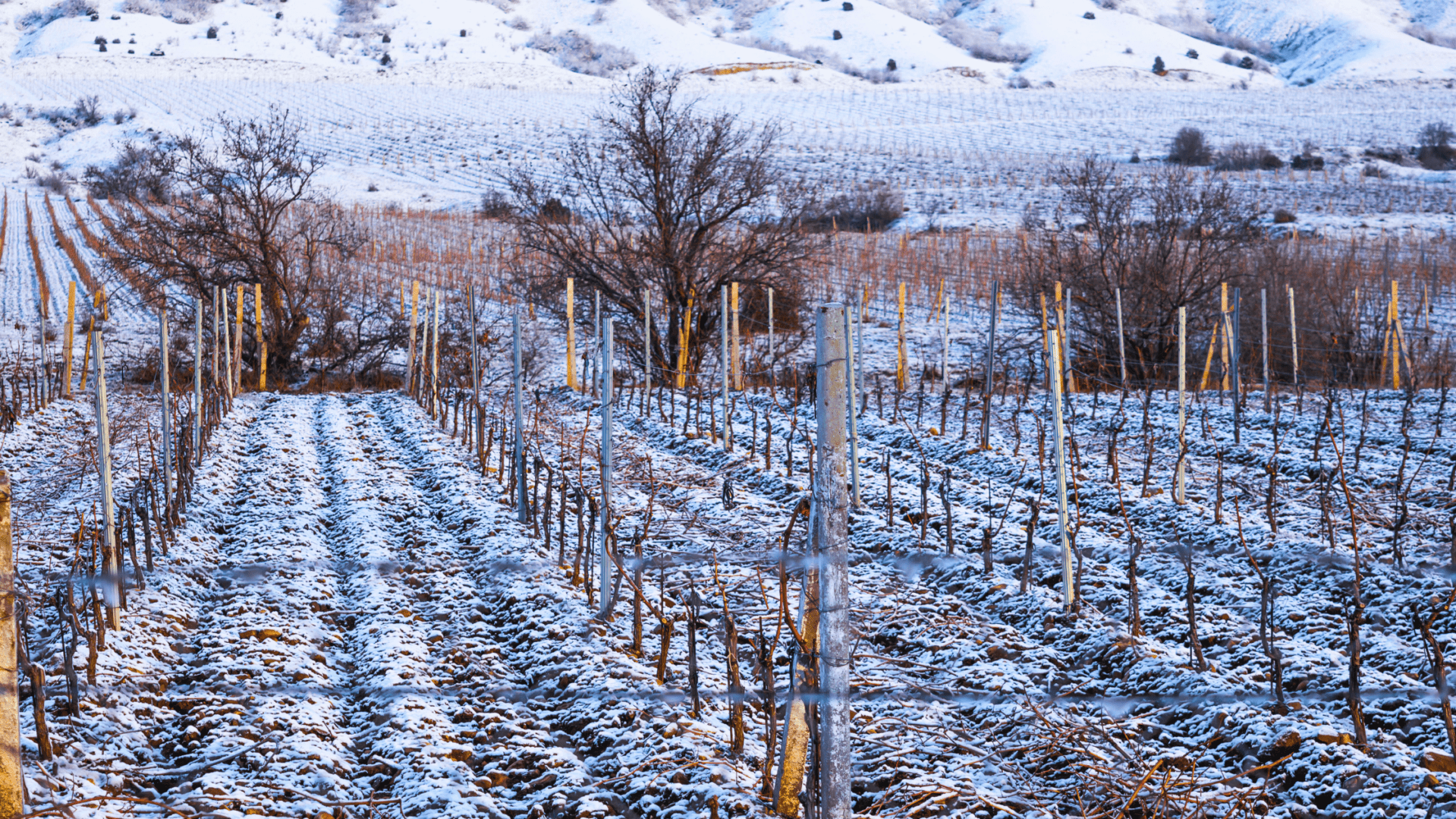 Escape the Crowds: Why Sonoma County is the Winter Getaway You Need
