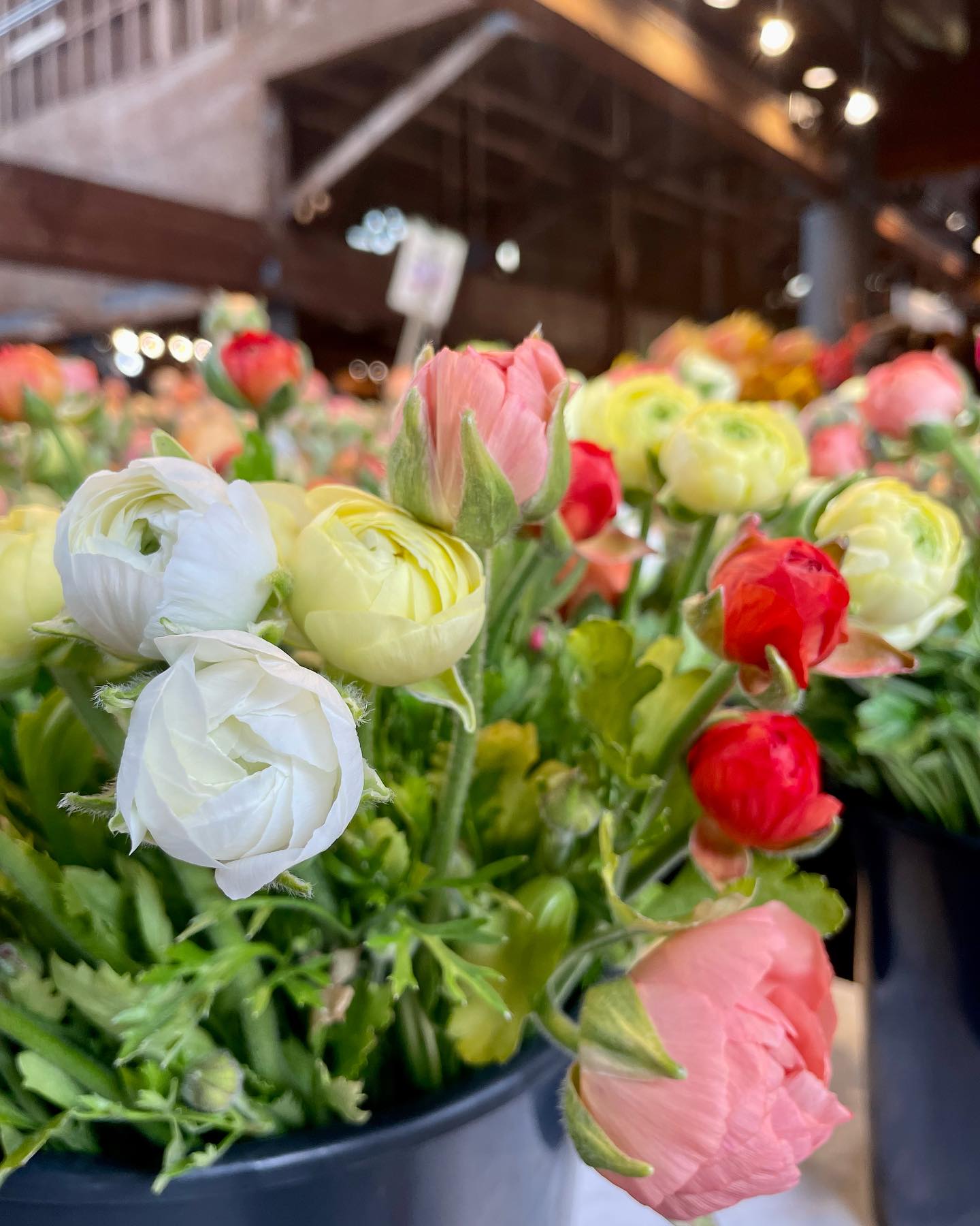 Olmpia Farmer's Market