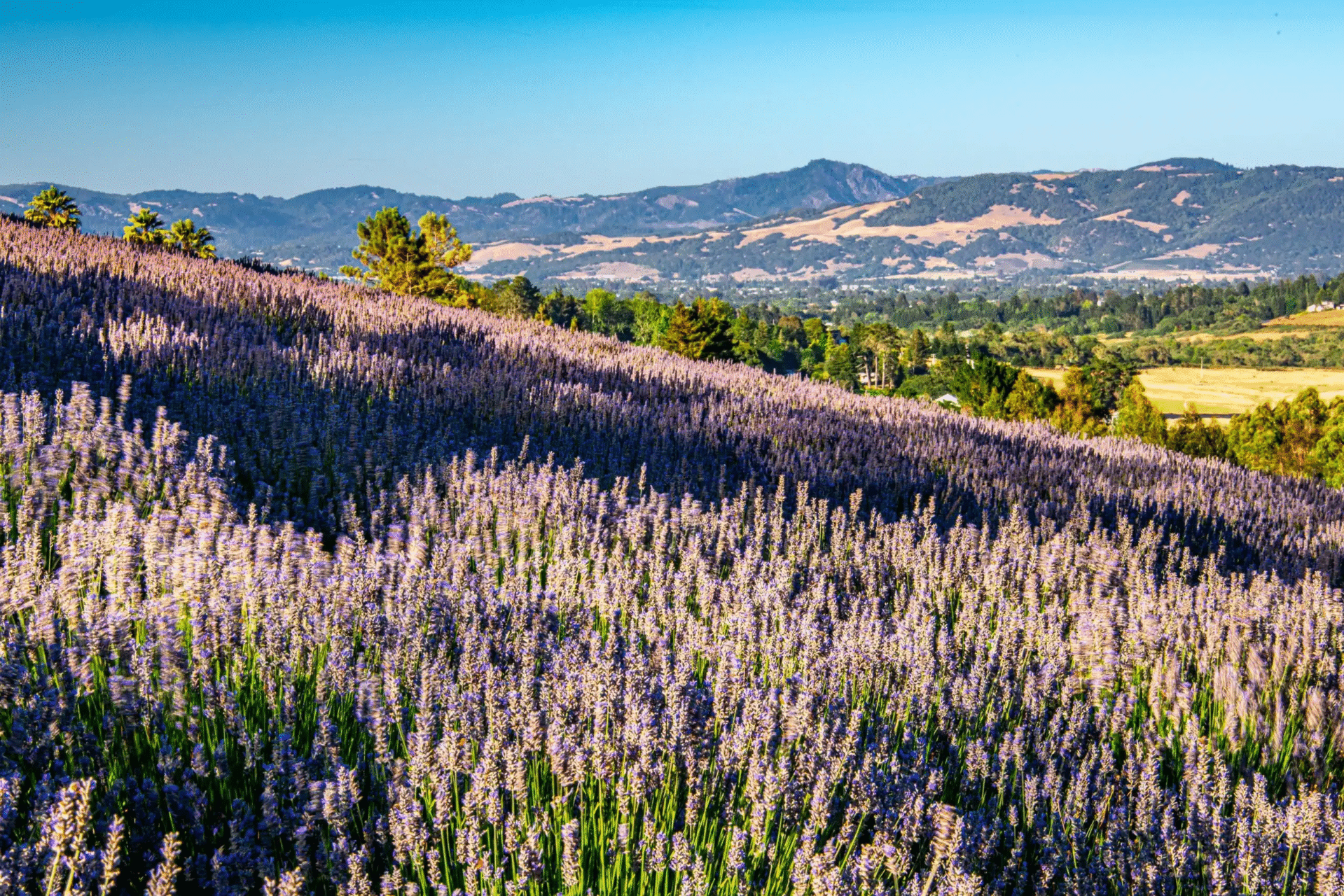 monte-bellaria-di-California