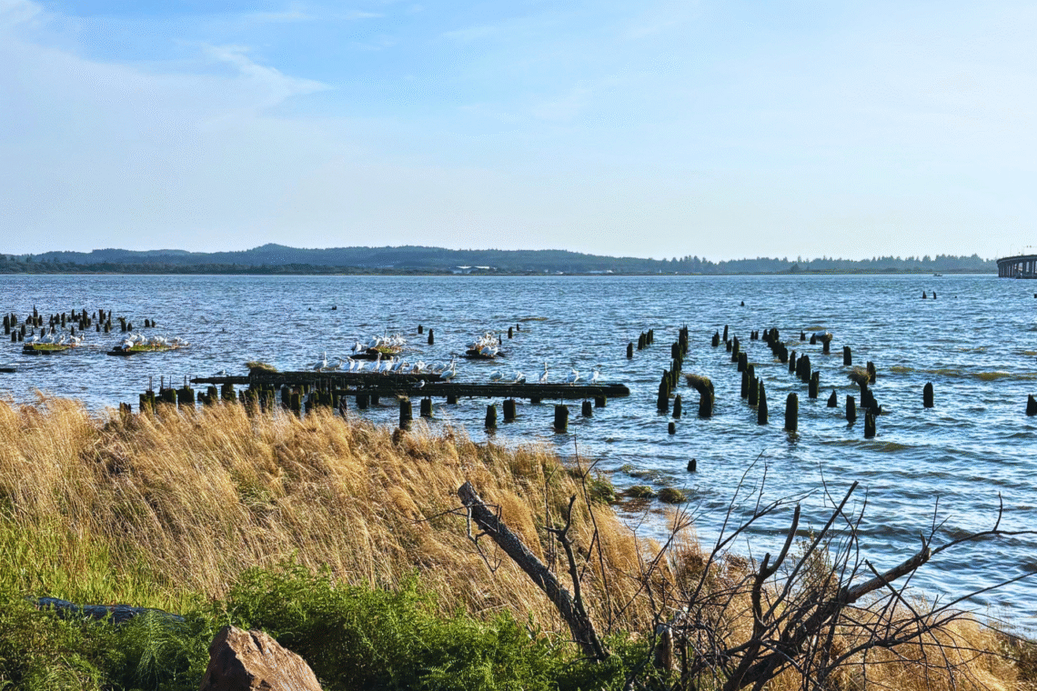 Out and About on the PNW Coast