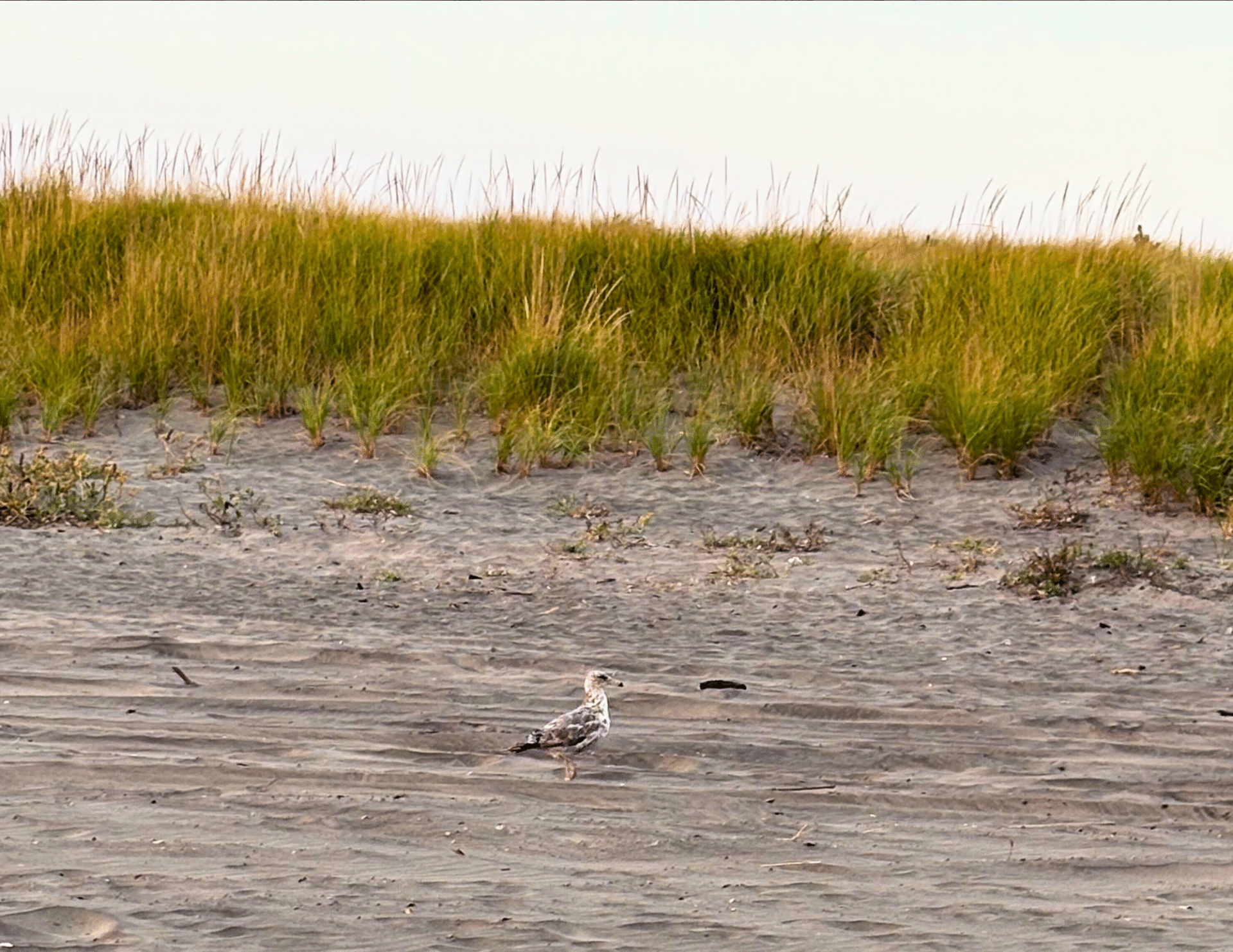 birds coastal birds