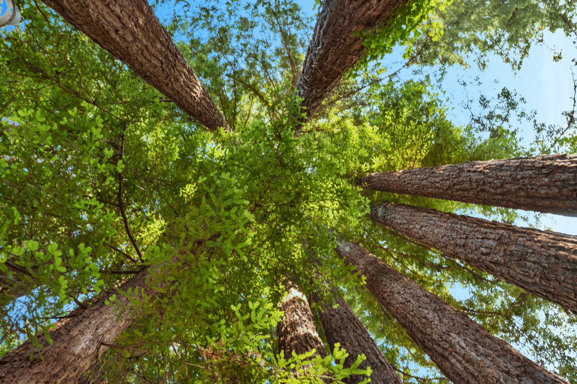 redwoods redwoods