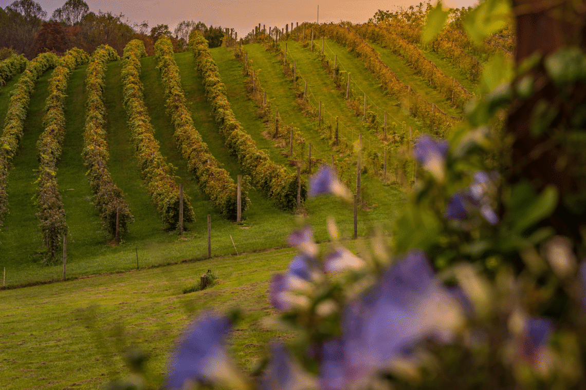 sonoma county fall vineyard