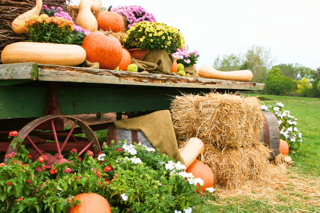 fall-pumpkin-sonoma county