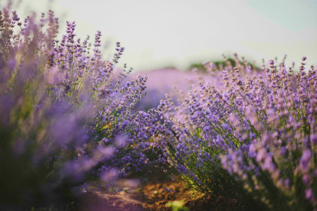 lavender-farm